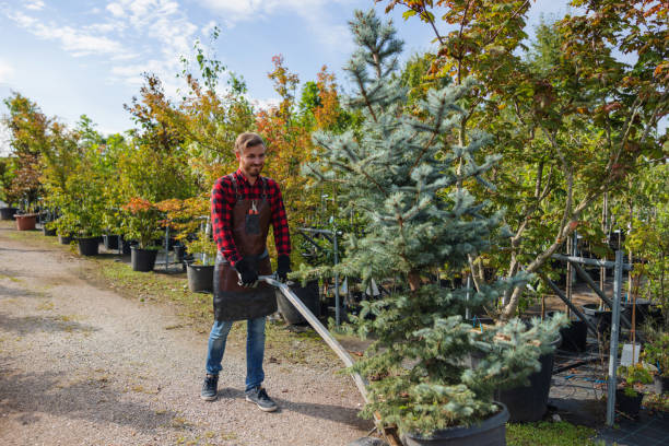 Best Seasonal Cleanup  in Inglewood, CA